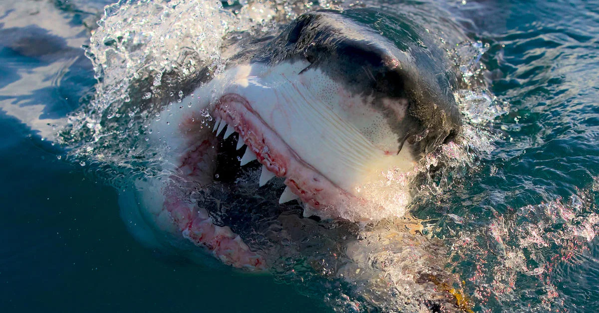 Discovery's Shark Week Makes History with All Seven Nights Outperforming the Previous Year