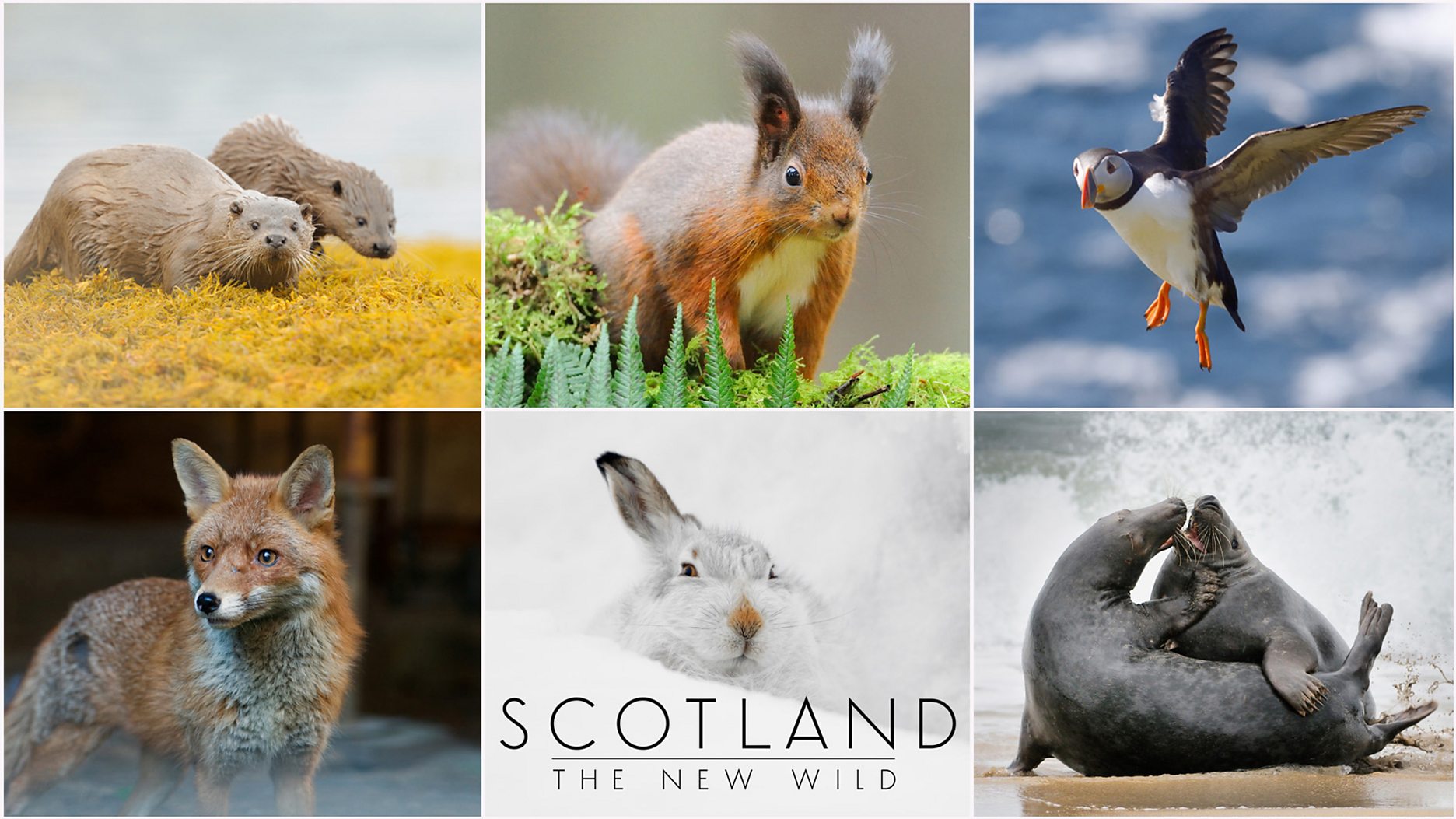 Scotland The New Wild offers a "breath-taking portrait of Scotland's wildlife"