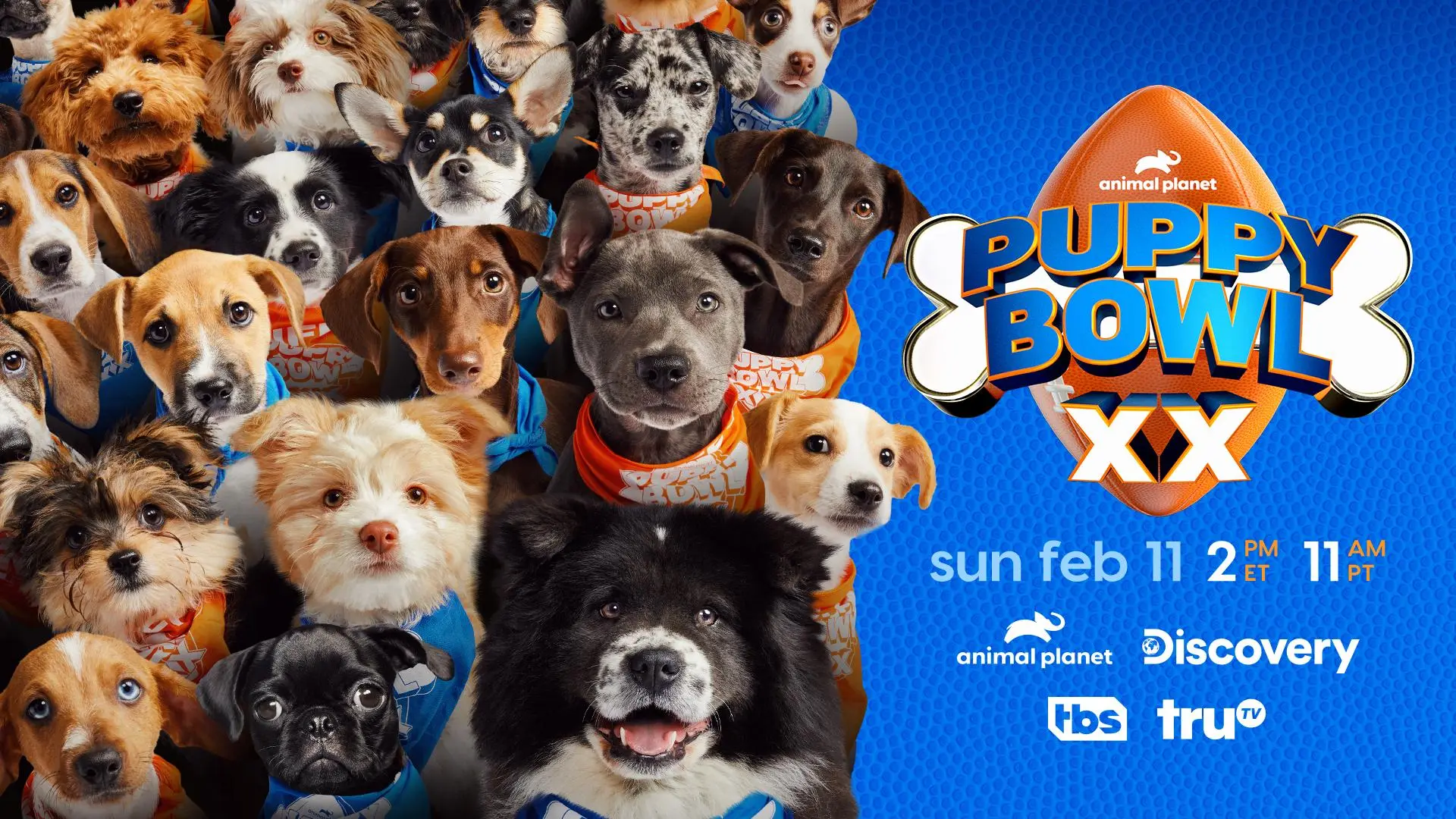 "Puppy Bowl XX" Reaches 12.6 Million Viewers