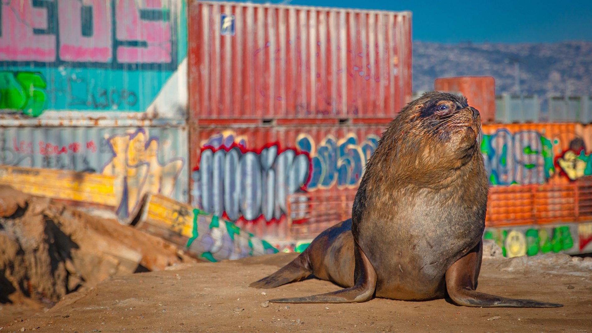 Sir David Attenborough to present BBC Studios Natural History Unit's Mammals