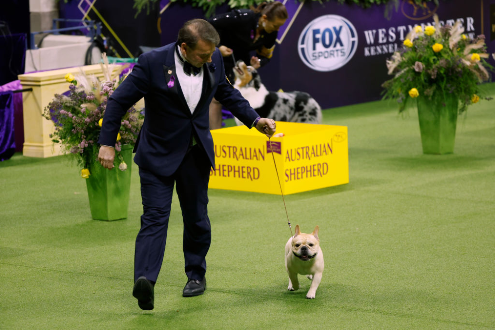 148TH ANNUAL WESTMINSTER KENNEL CLUB DOG SHOW RETURNS TO FOX SPORTS FROM 11 MAY