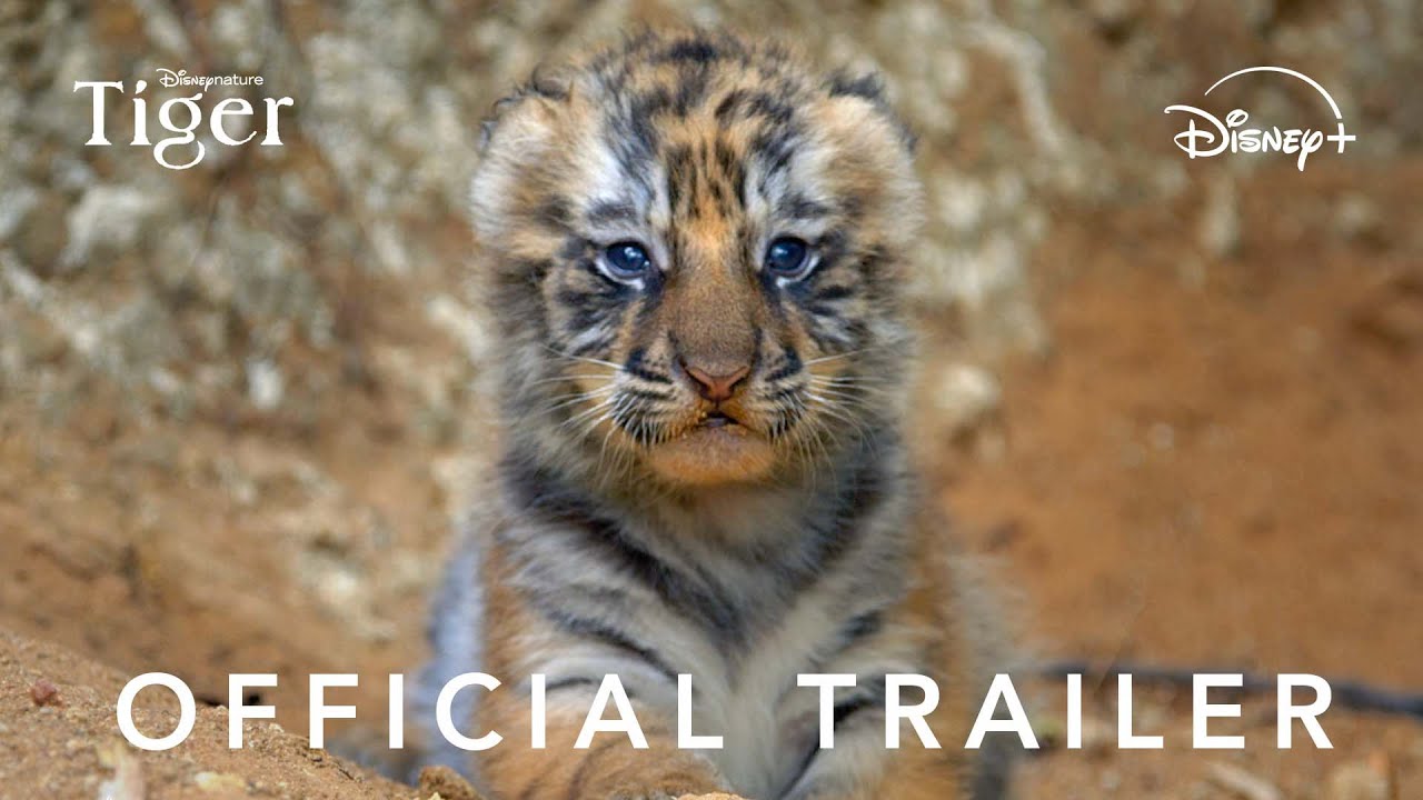 Disneynature's "Tiger" - Official Trailer - streams on Earth Day, April 22, 2024