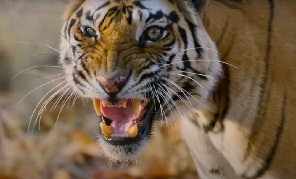 Official Trailer Released For Disneynature's 'Tiger'