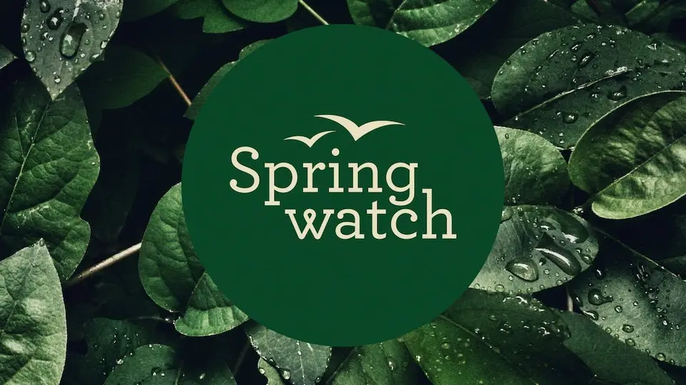 Springwatch 2024 Digital - how to stream live footage from Dorset during Springwatch 2024