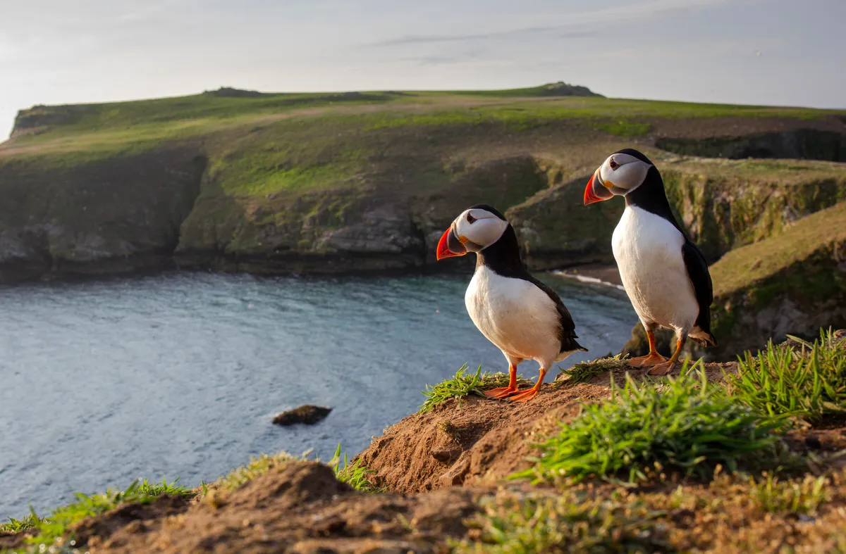 Springwatch 2024 Mindfulness Moments