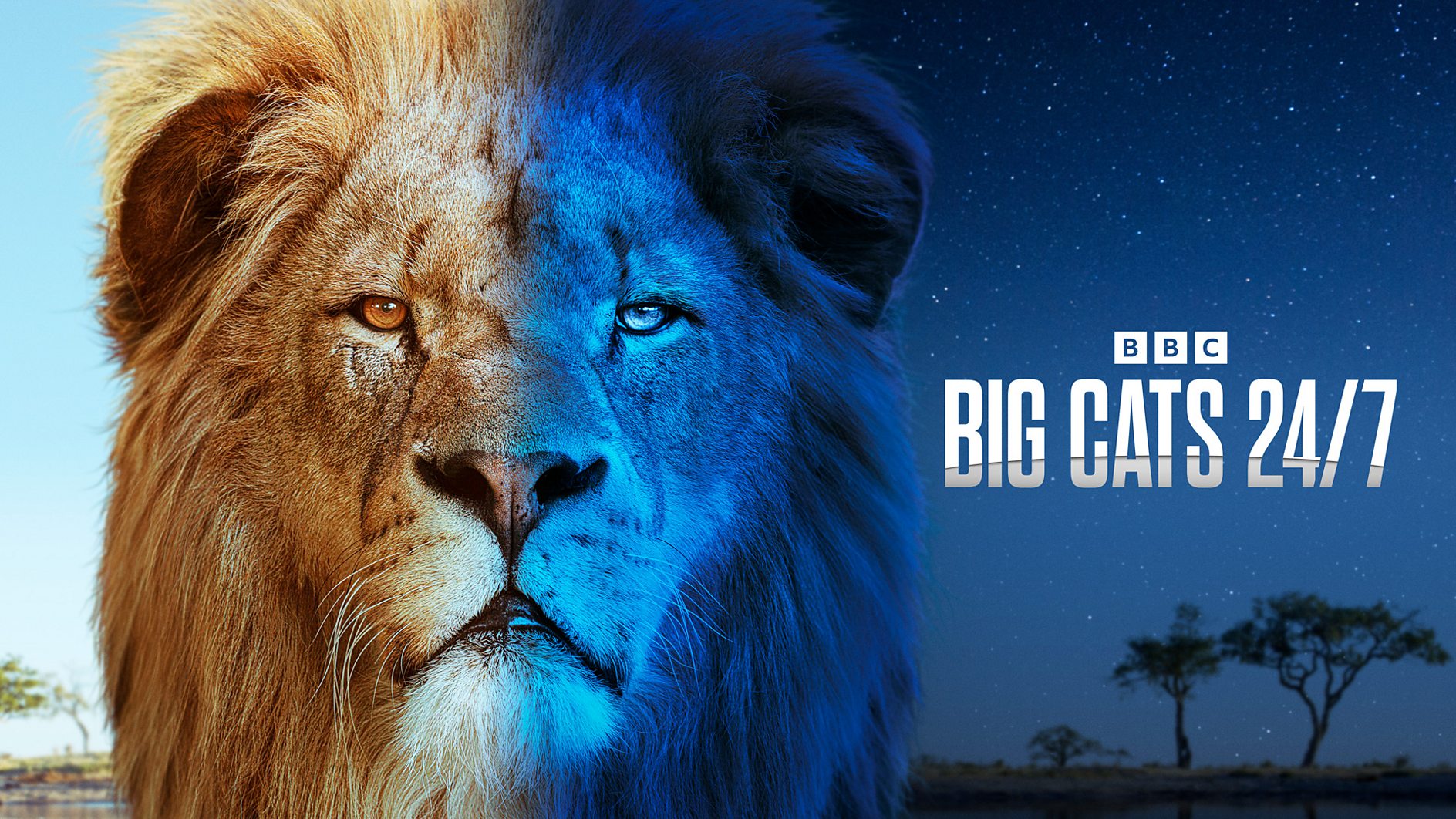 BBC Studios announces series two commission of Big Cats 24/7 ahead of series one debut