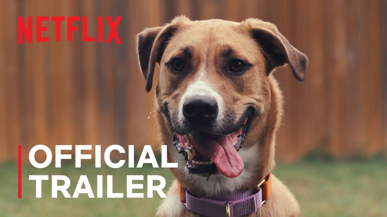 "Inside the Mind of a Dog" - Official Trailer - Stream on Netflix from August 9