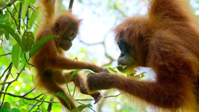 "Secret Lives of Orangutans" - Official Trailer - Netflix from August 22