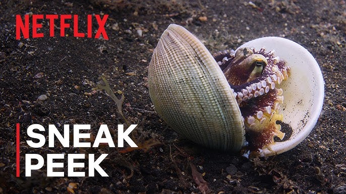 Netflix releases a sneak peek of "Our Oceans" featuring a clever octopus - stream now