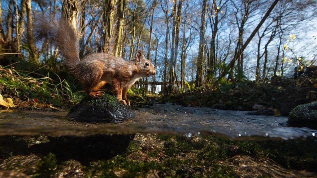 Bumble bees, squirrels, otters & more -  meet the Winterwatch 2025 animals - starts January 21